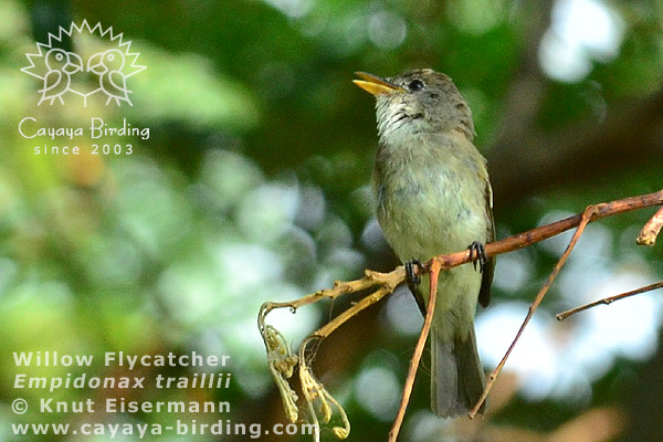 Willow Flycatcher