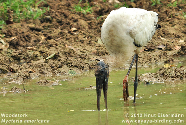 Woodstork