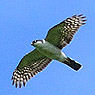 White-breasted Hawk