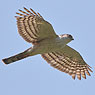 White-breasted Hawk