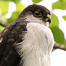 White-breasted Hawk