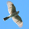 Sharp-shinned Hawk