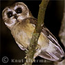 Unspotted Saw-whet Owl