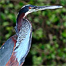 Agami Heron