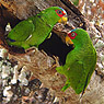 White-fronted Parrot