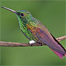 Berylline Hummingbird