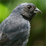 Blue Seedeater