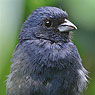 Blue Seedeater