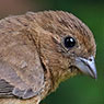 Cabanis's Seedeater