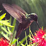 Azure-crowned Hummingbird