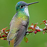 Azure-crowned Hummingbird