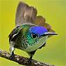 Azure-crowned Hummingbird