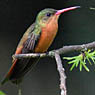 Cinnamon Hummingbird