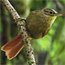 Scaly-throated Foliage-gleaner