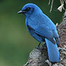 Unicolored Jay