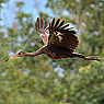 Limpkin