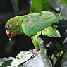 Pacific Parakeet