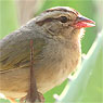 Olive Sparrow