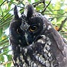 Stygian Owl