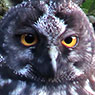 Stygian Owl