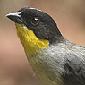 White-naped Brushfinch