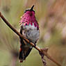 Wine-throated Hummingbird