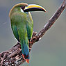 Northern Emerald-Toucanet