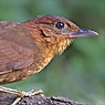 Ruddy Foliage-gleaner