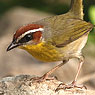 Rufous-capped Warbler