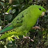 Barred Parakeet