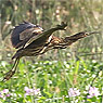 American Bittern