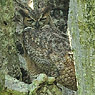 Great Horned Owl