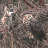 Great Horned Owl