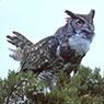 Great Horned Owl