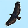 Common Black Hawk