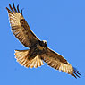 Red-tailed Hawk