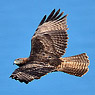 Red-tailed Hawk