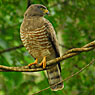 Roadside Hawk