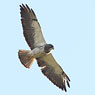 Swainson's Hawk