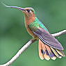 Rufous Sabrewing