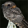 Buff-collared Nightjar