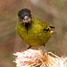 Black-capped Siskin