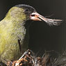 Black-capped Siskin