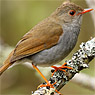 Orange-billed Nightingale-Thrush