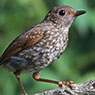 Orange-billed Nightingale-Thrush