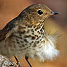 Swainson's Thrush