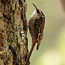 Brown Creeper