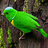 Blue-crowned Chlorophonia