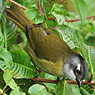 Common Bushtanager