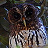 Mottled Owl